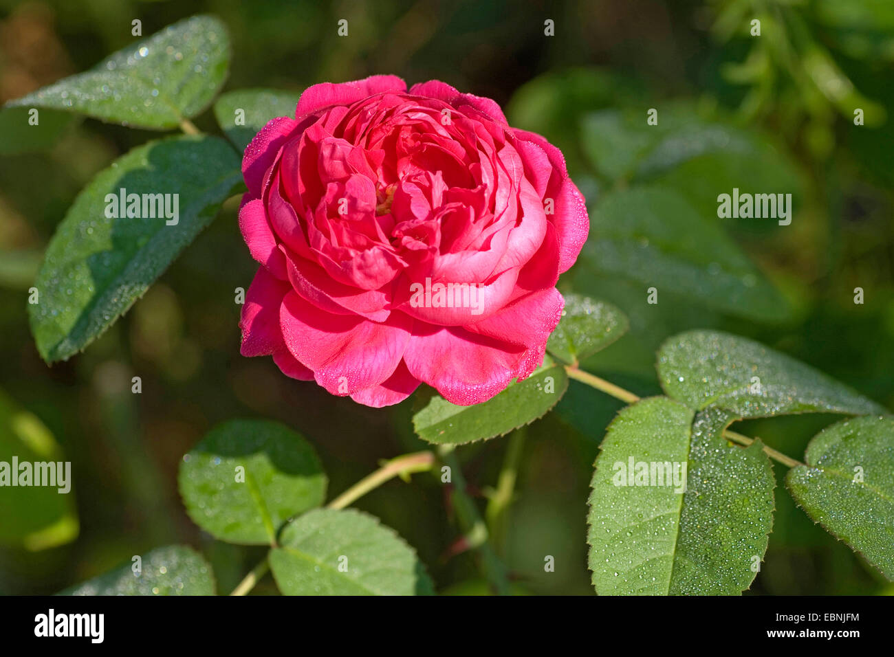 Damasco rosa (Rosa x damascena, Rosa Damascena), fiore Foto stock - Alamy