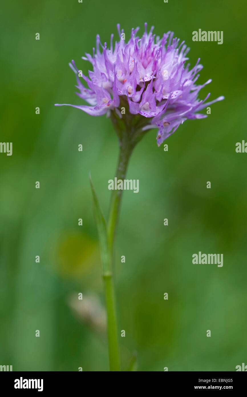 Globo orchidea (Traunsteinera globosa), fioritura, la Svizzera, la Schynige Platte Foto Stock