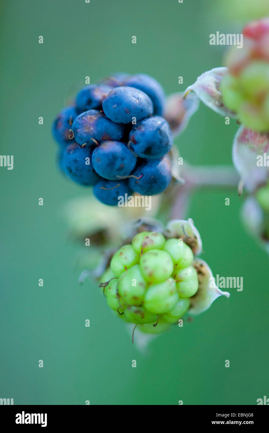 Dewberry europea (Rubus caesius), bacche, Germania Foto Stock