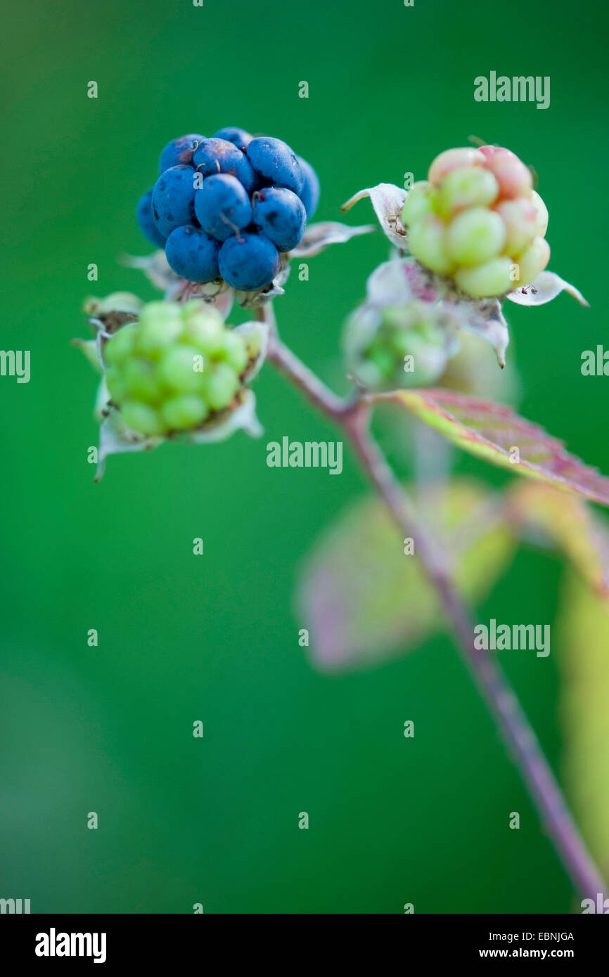 Dewberry europea (Rubus caesius), bacche, Germania Foto Stock