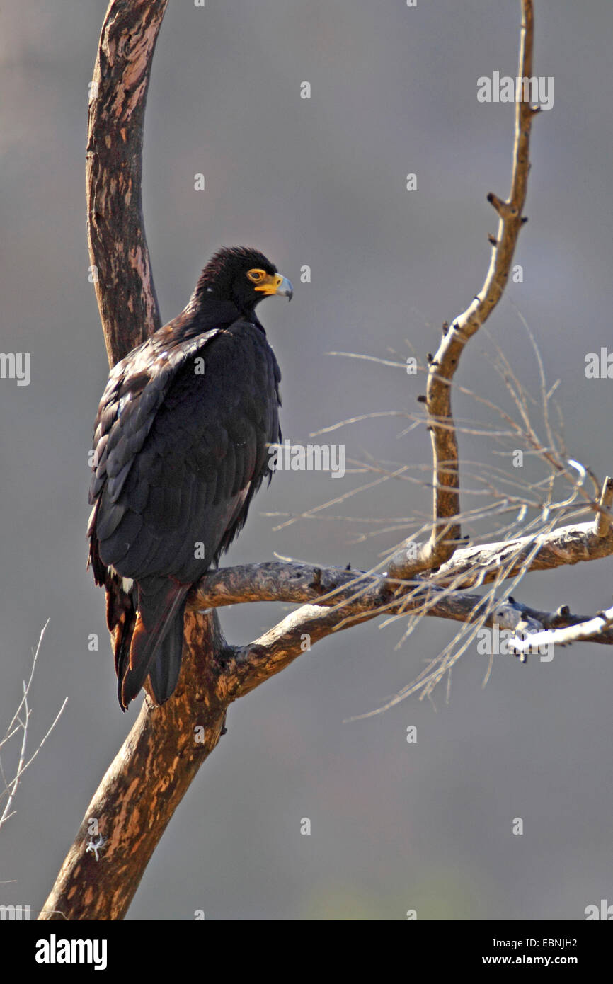 Verreaux's eagle (Aquila verreauxii), si siede in un albero, Sud Africa, Namaqua National Park Foto Stock
