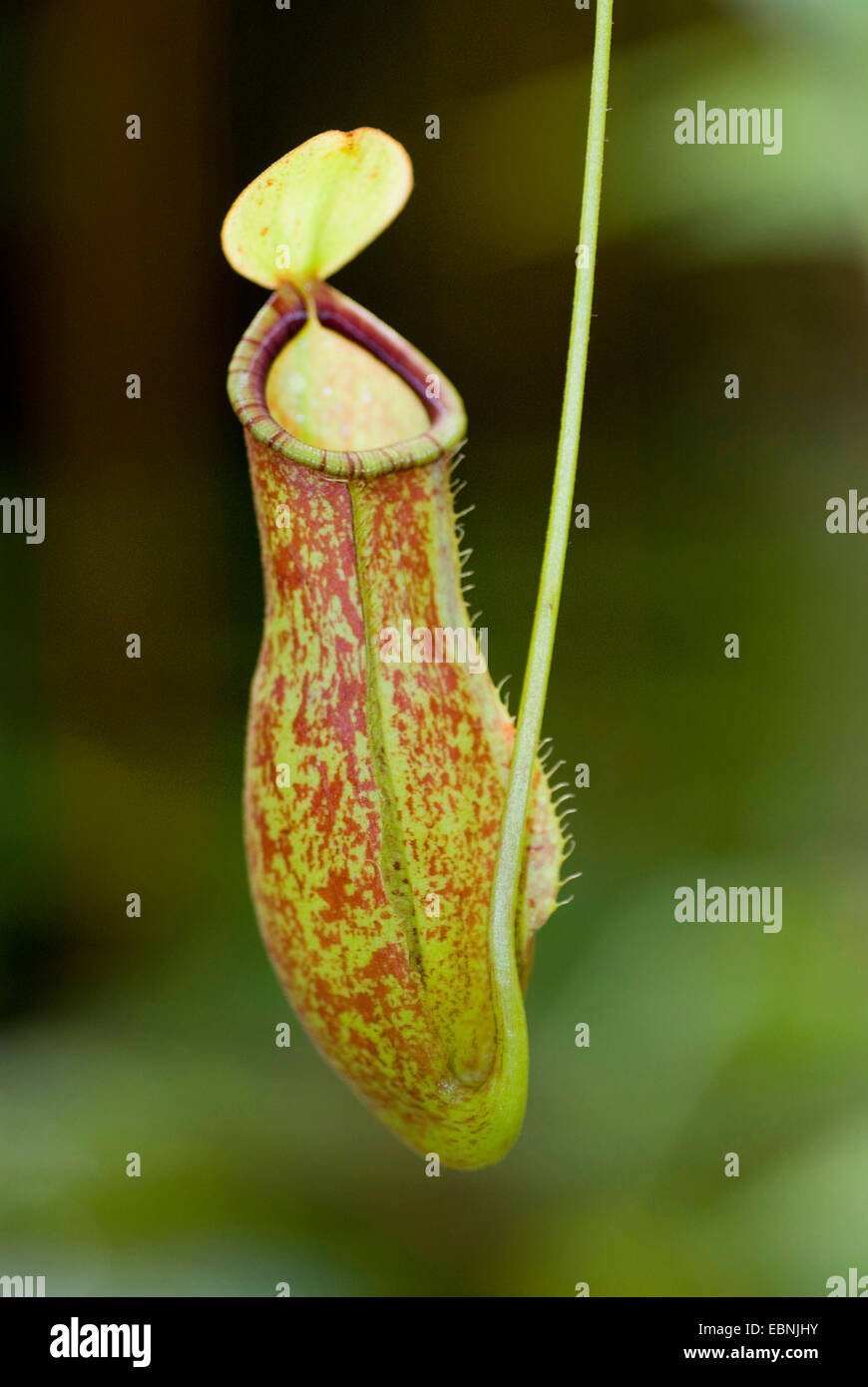 Pianta brocca (Nepenthes smilesii), la trappola Foto Stock