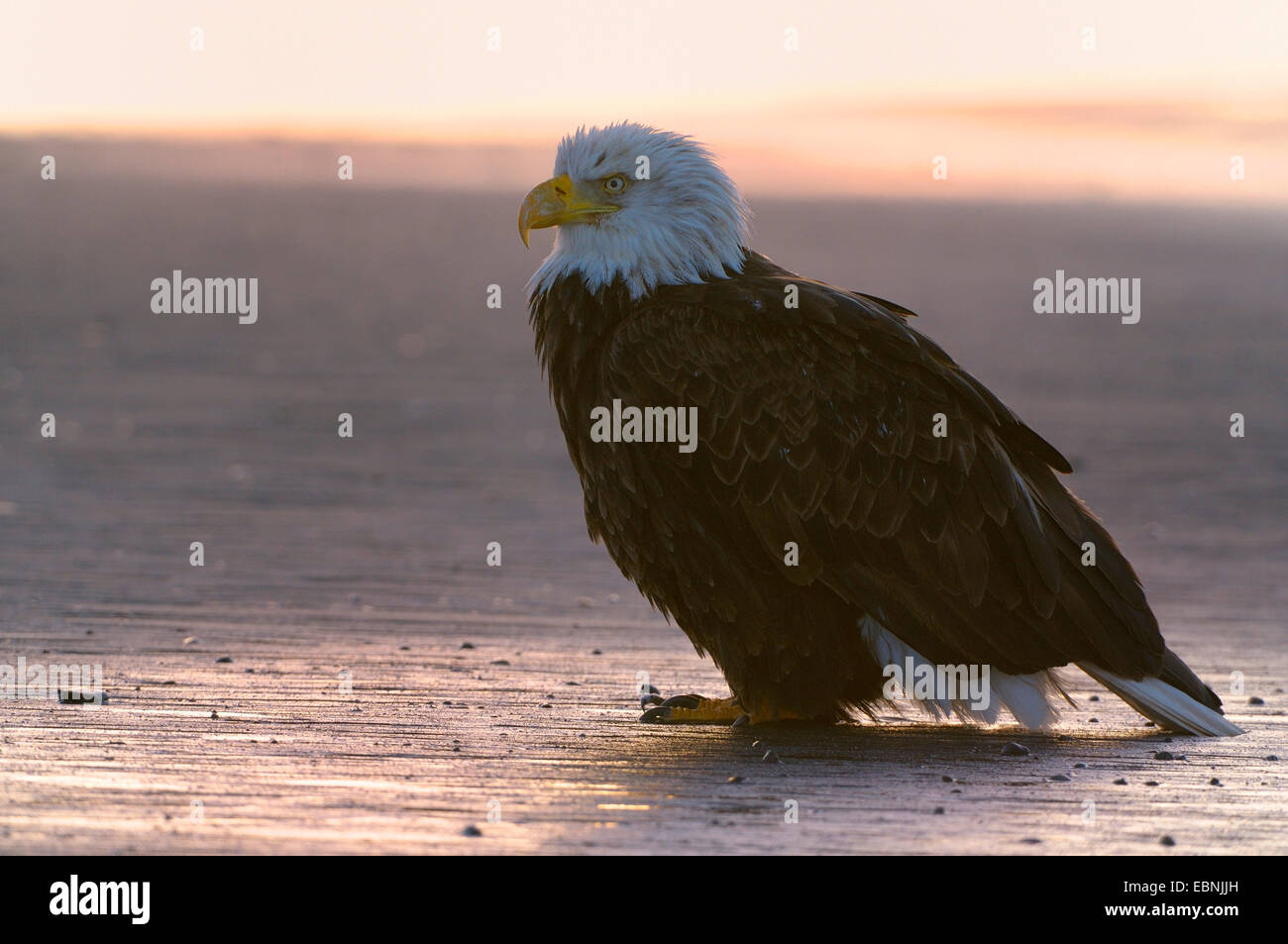 American aquila calva (Haliaeetus leucocephalus), seduto sulla spiaggia di sunrise, USA, Alaska Foto Stock