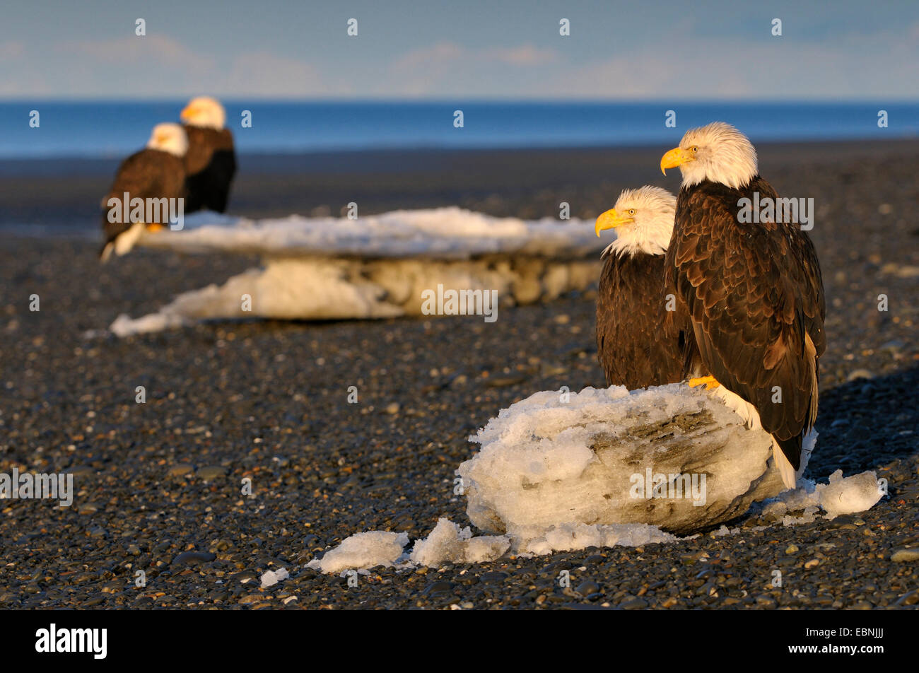 American aquila calva (Haliaeetus leucocephalus), quattro aquile sulla spiaggia di Kachemak Bay nella luce del mattino con ice floes, USA, Alaska Foto Stock