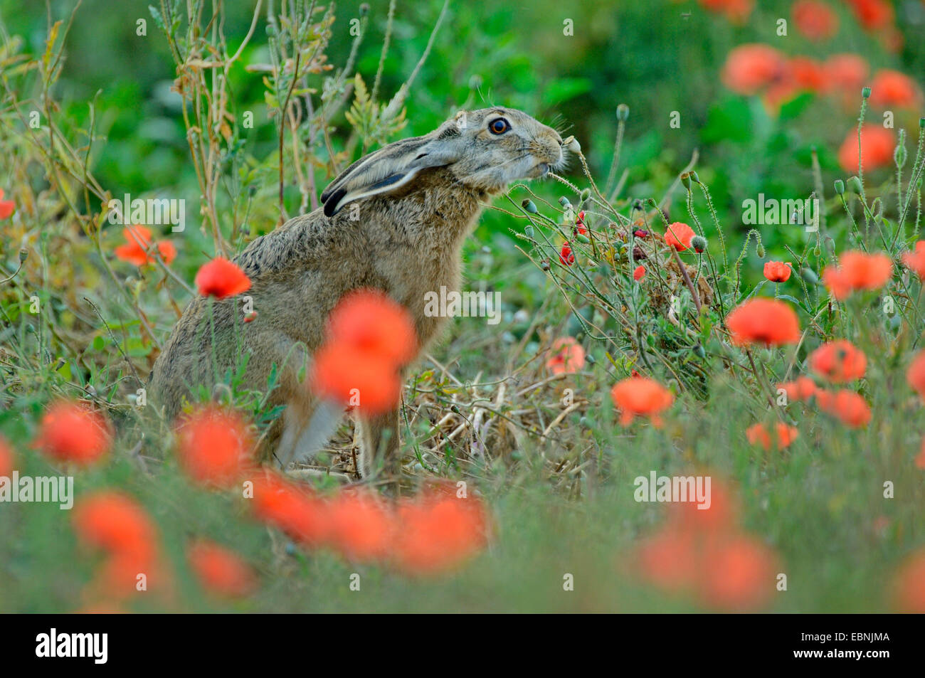 Lepre europea, Marrone lepre (Lepus europaeus), nel campo di papavero, alimentando sui frutti di papavero, Ungheria Foto Stock