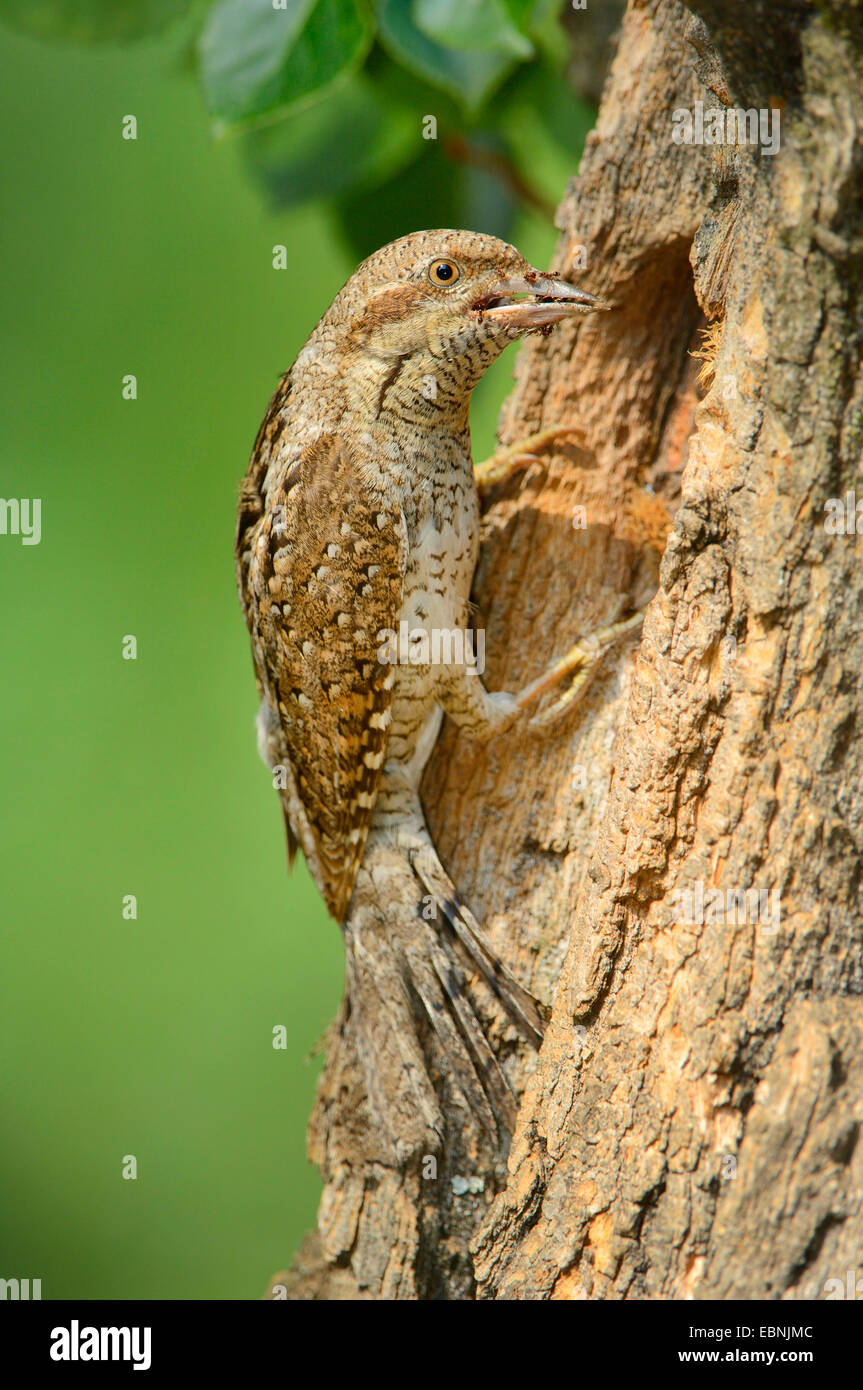 Northern spasmodico (Jynx torquilla), alla grotta di allevamento, Ungheria Foto Stock