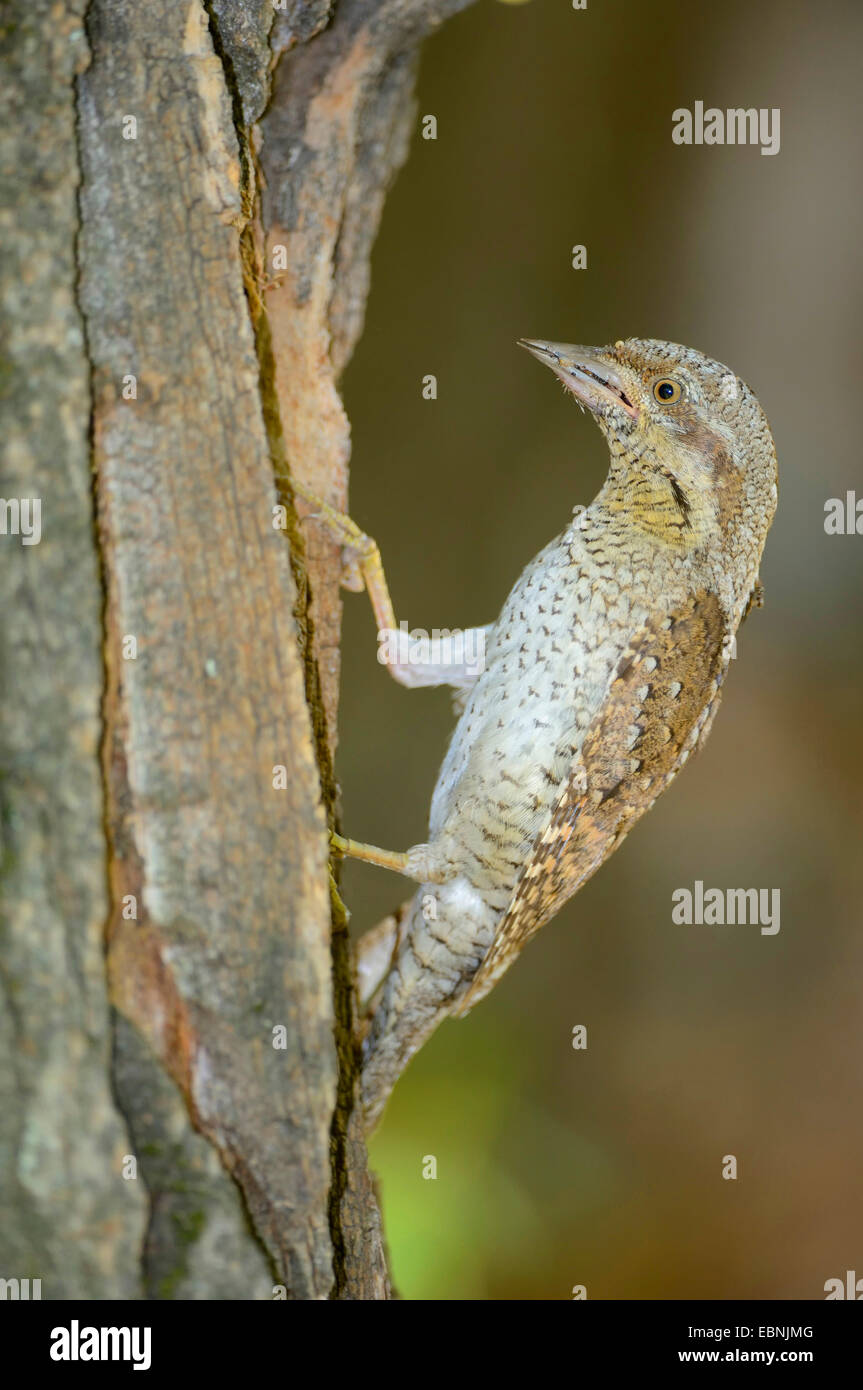 Northern spasmodico (Jynx torquilla), alla grotta di allevamento, Ungheria Foto Stock