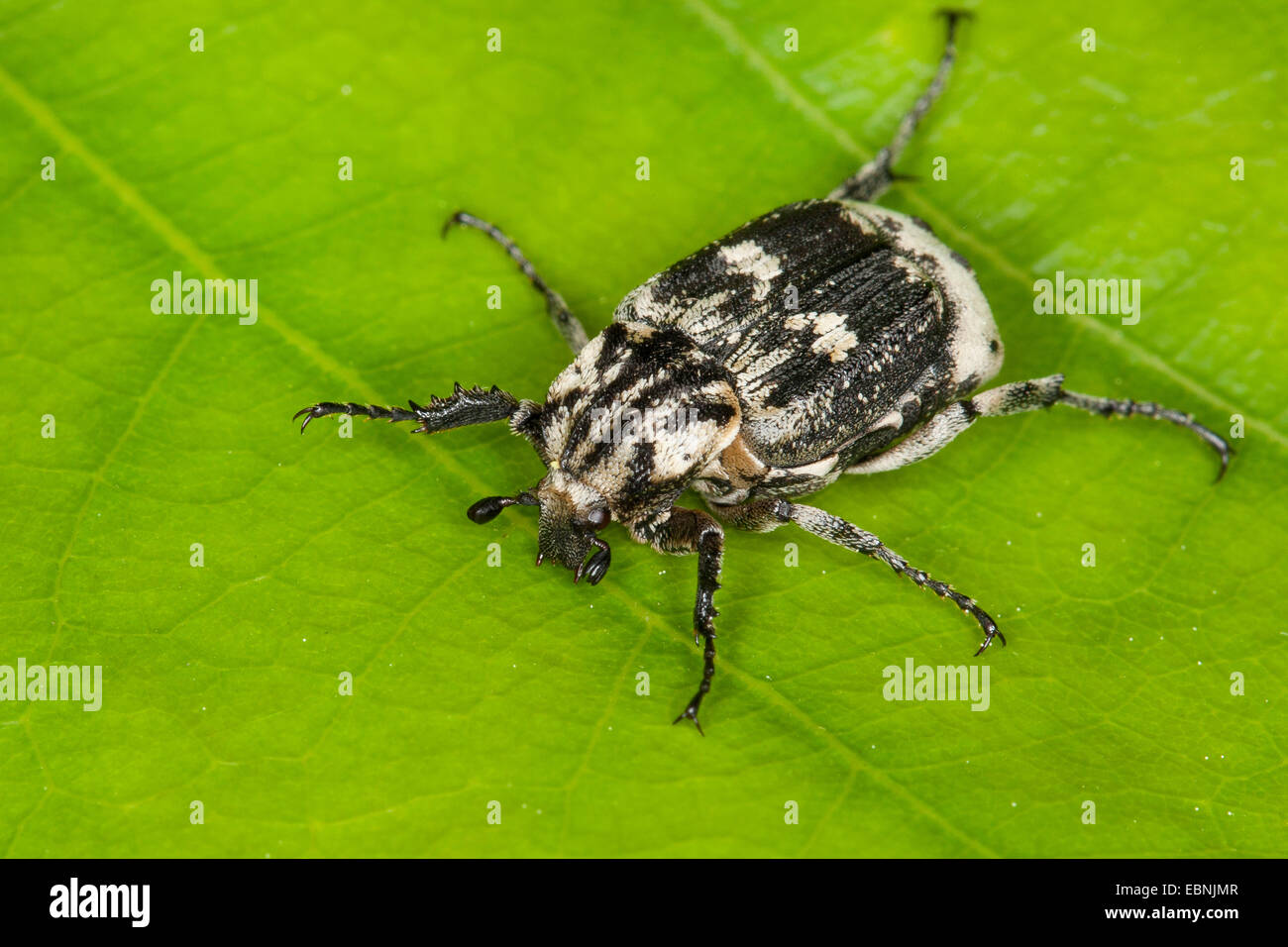 Scarabeo scarabeo (hemipterus valgo, Scarabaeus hemipterus), maschio, Germania Foto Stock