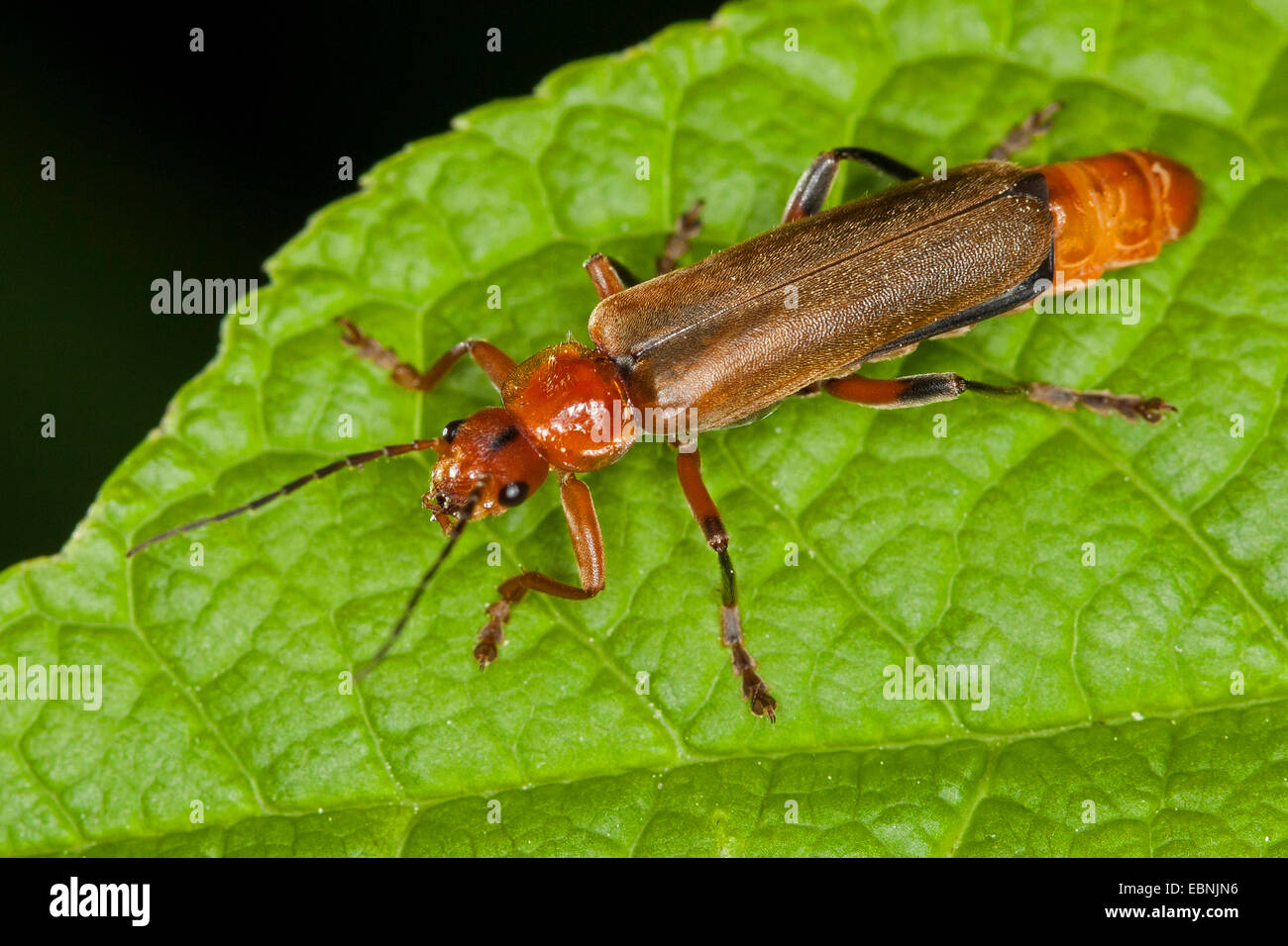 Cantharid variabile, soldato variabile beetle (Cantharis livida), morph con luce color elytrons, luminoso morph, Germania Foto Stock