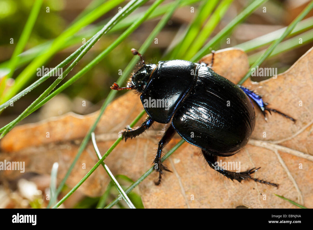 Comune di dor beetle (Anoplotrupes stercorosus, Geotrupes stercorosus), sul suolo della foresta, Germania Foto Stock