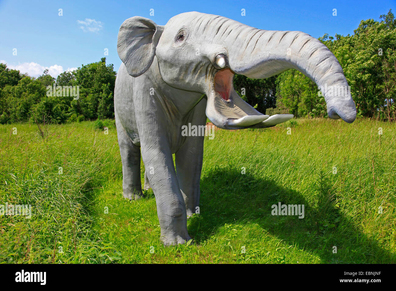 Platybelodon (Platybelodon), primitiv estinto elefante Foto Stock