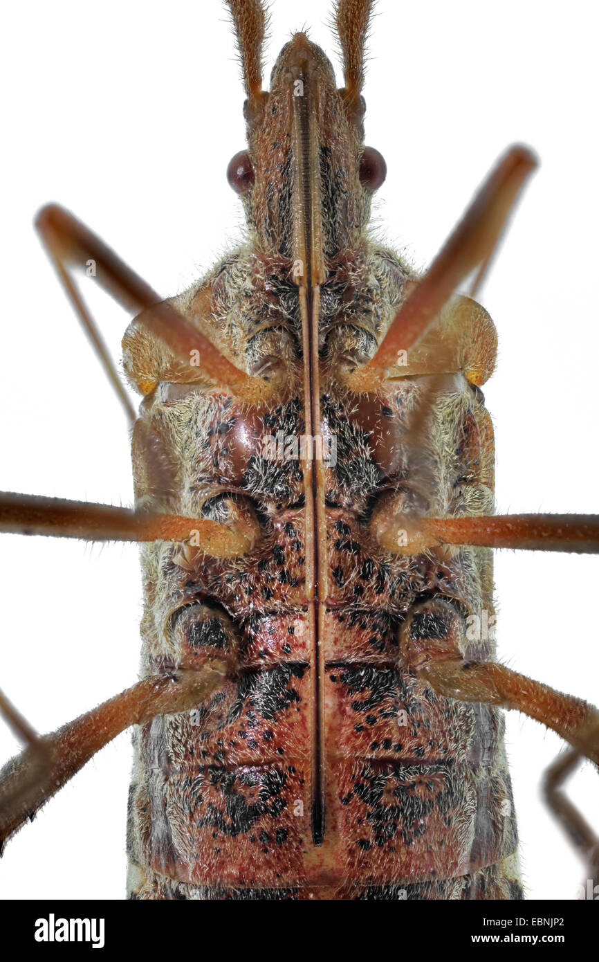 Western sementi di conifere bug (Leptoglossus occidentalis), il torace e la testa con ventosa, vista laterale Foto Stock