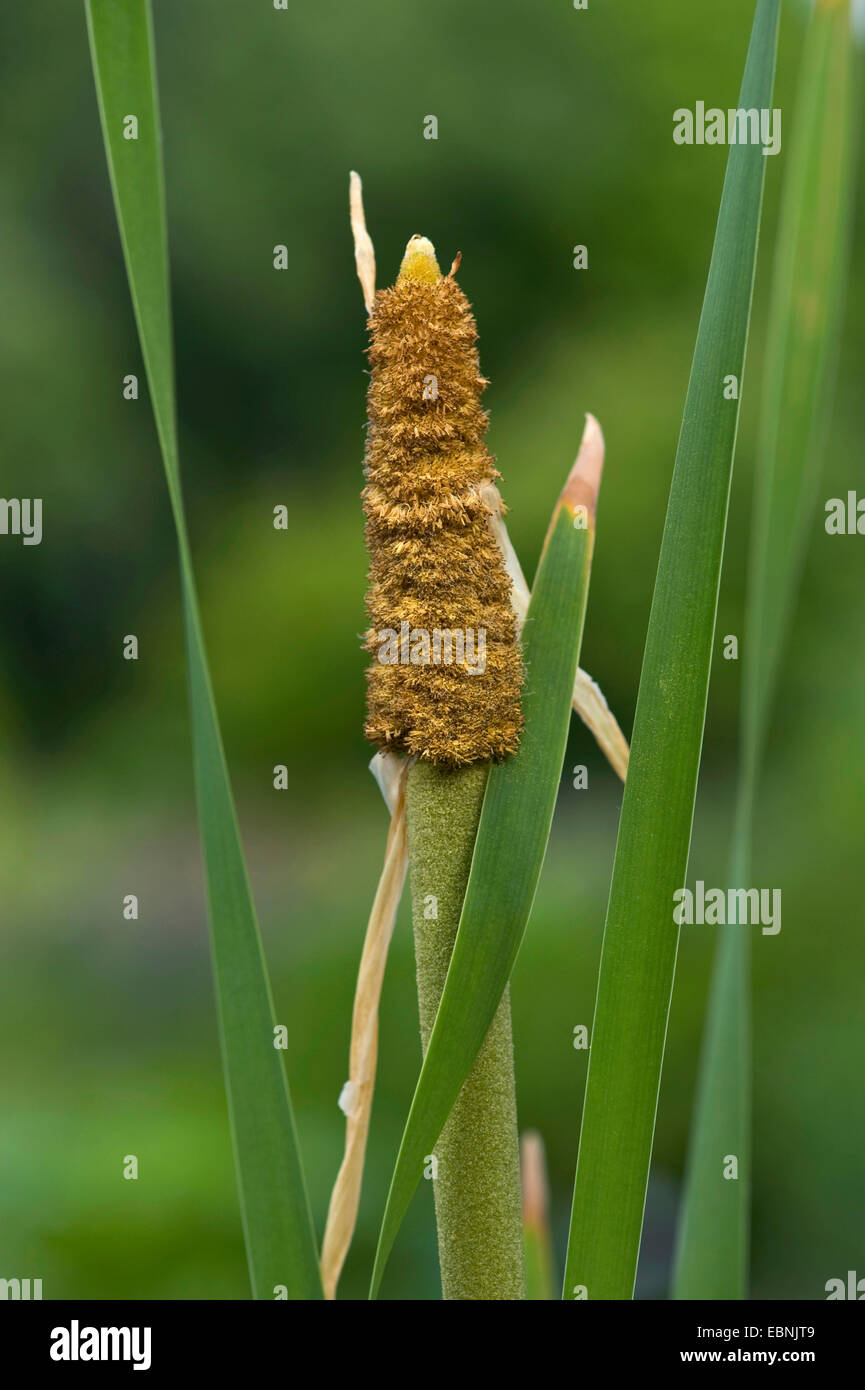 Giunco di palude, Gatto in coda, Reedmace (Typha shuttleworthii), infiorescenza Foto Stock