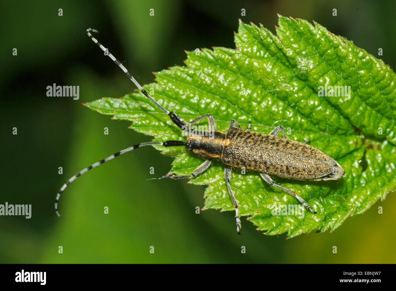 Thistle longhorn beetle, Flat-facce longhorn, Thistle longhorn beetle, Golden-fiorì grigio Longhorn (Agapanthia villosoviridescens), su una foglia, Germania Foto Stock