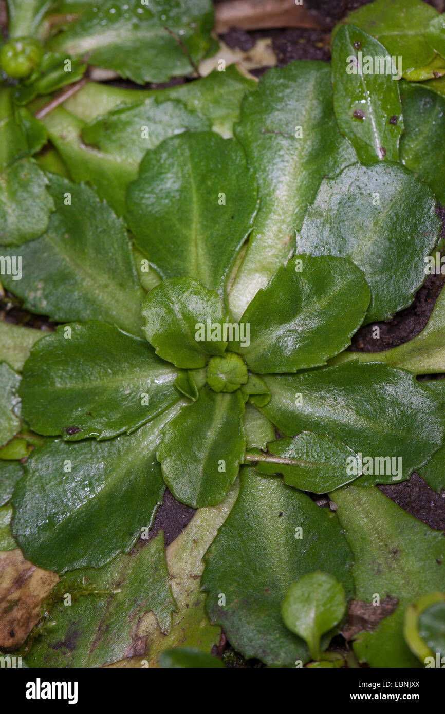 Daisy comune, prato daisy, inglese daisy (Bellis perennis), leaf rosetta, Germania Foto Stock
