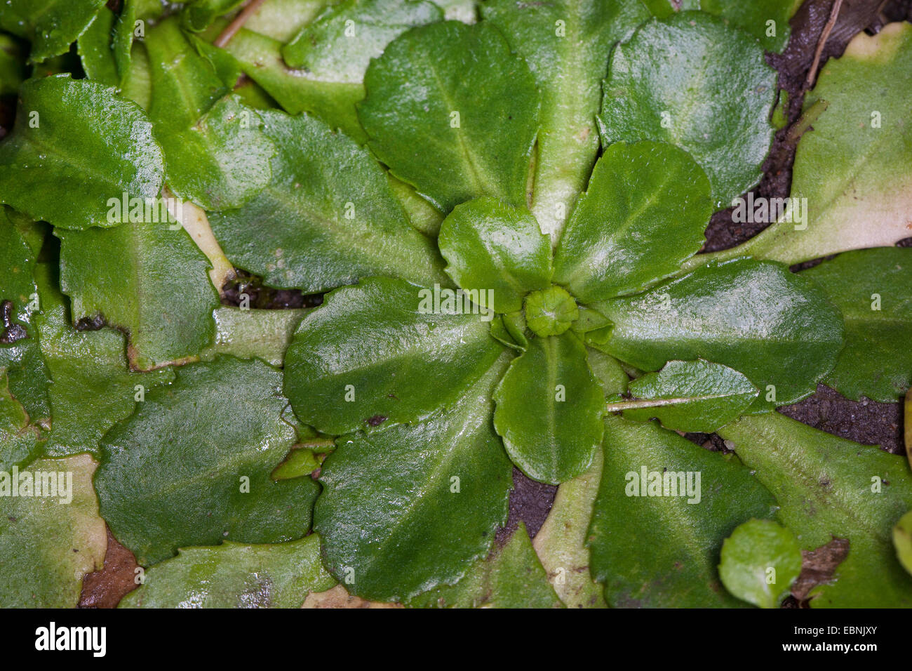 Daisy comune, prato daisy, inglese daisy (Bellis perennis), leaf rosetta, Germania Foto Stock