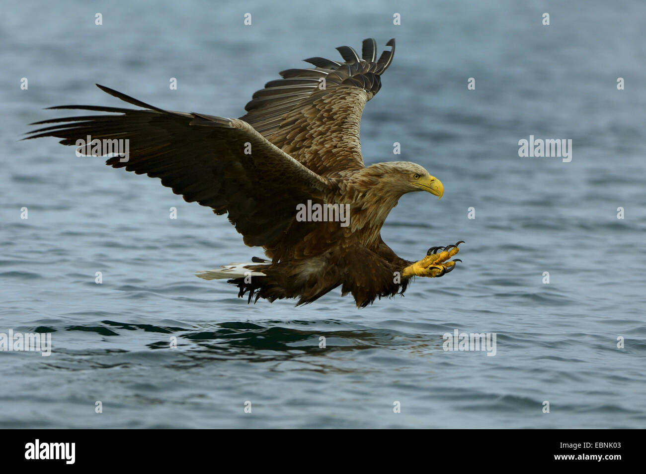 White-tailed sea eagle (Haliaeetus albicilla), appena prima di afferrare la preda, Norvegia Foto Stock