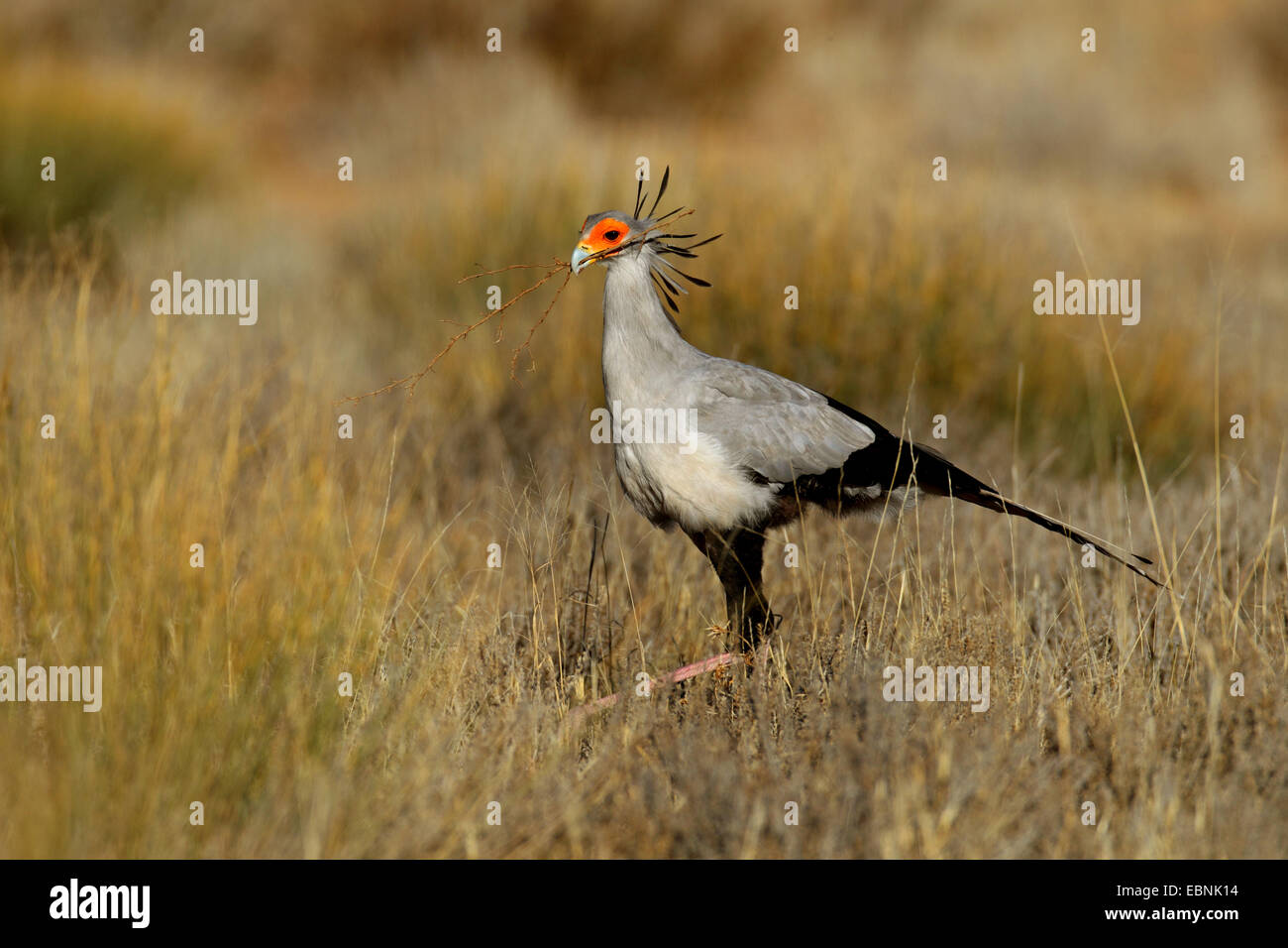 Segretario bird, Sagittarius serpentarius (Sagittarius serpentarius), passeggiate attraverso prati e guarda per la nidificazione di materiale , Sud Africa, Kgalagadi transfrontaliera Parco Nazionale Foto Stock
