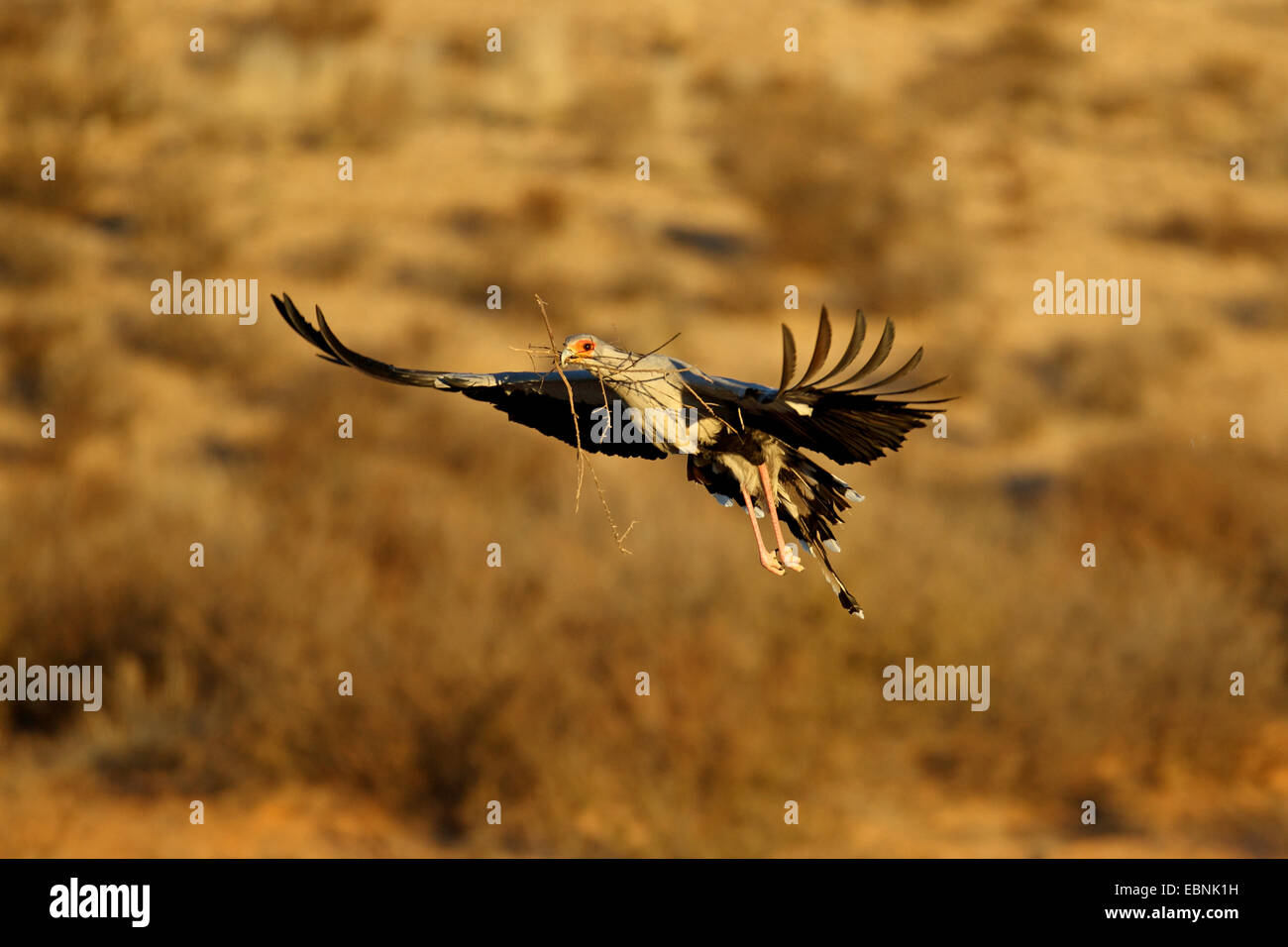 Segretario bird, Sagittarius serpentarius (Sagittarius serpentarius), volare al nido con materiale di nidificazione in bolletta, Sud Africa, Kgalagadi transfrontaliera Parco Nazionale Foto Stock