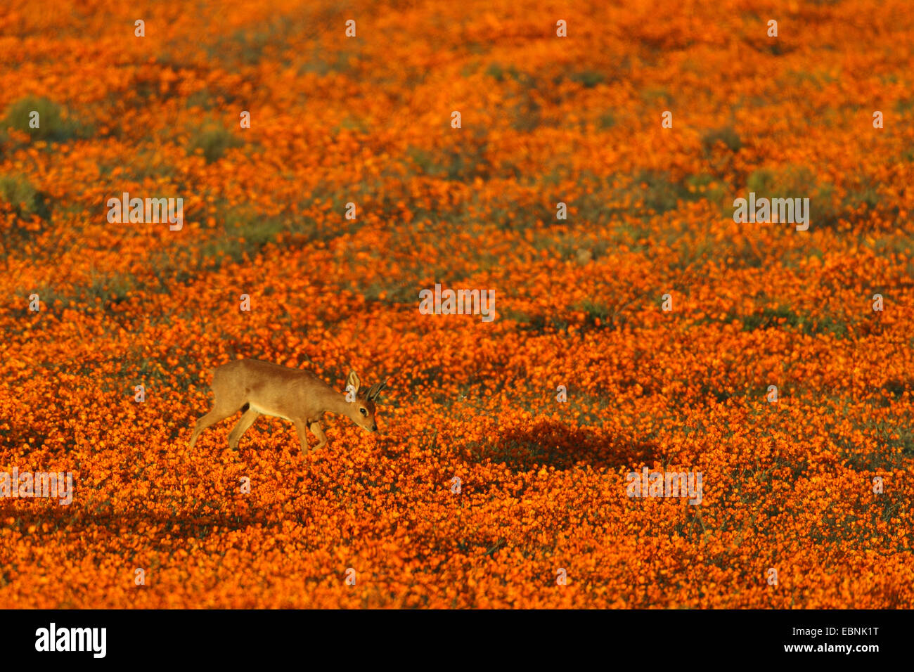 Steenbok (Raphicerus campestris), maschio in piedi in un prato con Orange Namaqualand Margherite, Sud Africa, Namaqua National Park Foto Stock