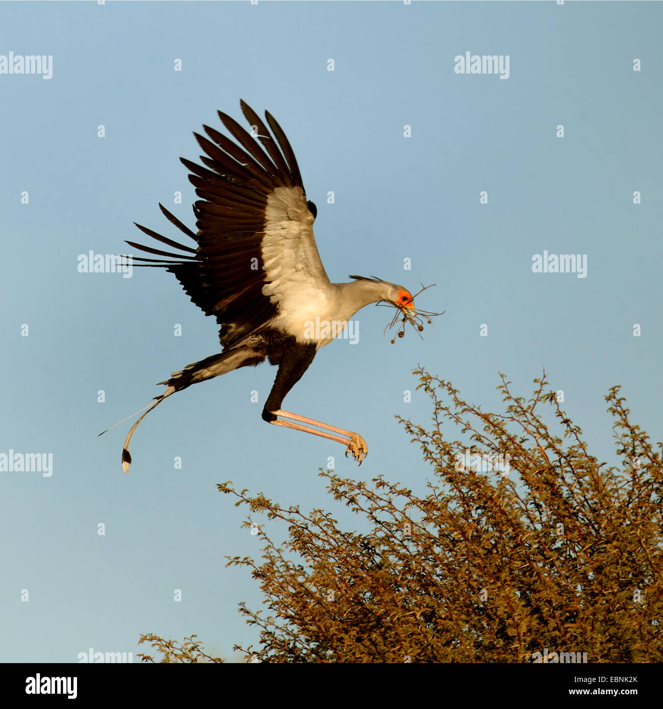 Segretario bird, Sagittarius serpentarius (Sagittarius serpentarius), lo sbarco sul nido con materiale di nidificazione in bolletta, Sud Africa, Kgalagadi transfrontaliera Parco Nazionale Foto Stock