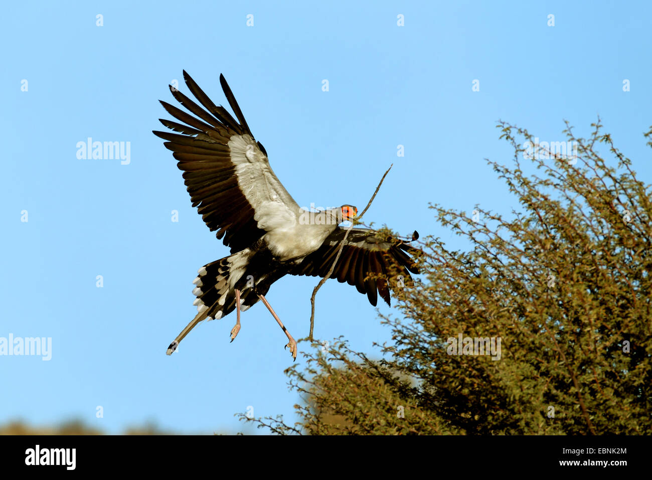 Segretario bird, Sagittarius serpentarius (Sagittarius serpentarius), volare al nido con materiale di nidificazione in bolletta, Sud Africa, Kgalagadi transfrontaliera Parco Nazionale Foto Stock