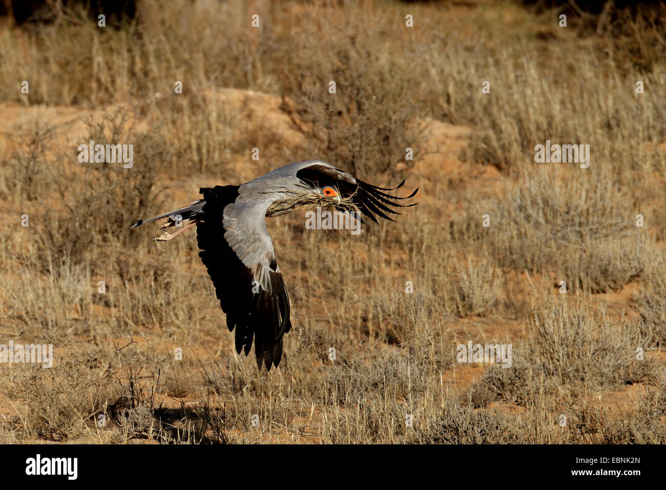 Segretario bird, Sagittarius serpentarius (Sagittarius serpentarius), volare al nido con materiale di nidificazione in bolletta, Sud Africa, Kgalagadi transfrontaliera Parco Nazionale Foto Stock