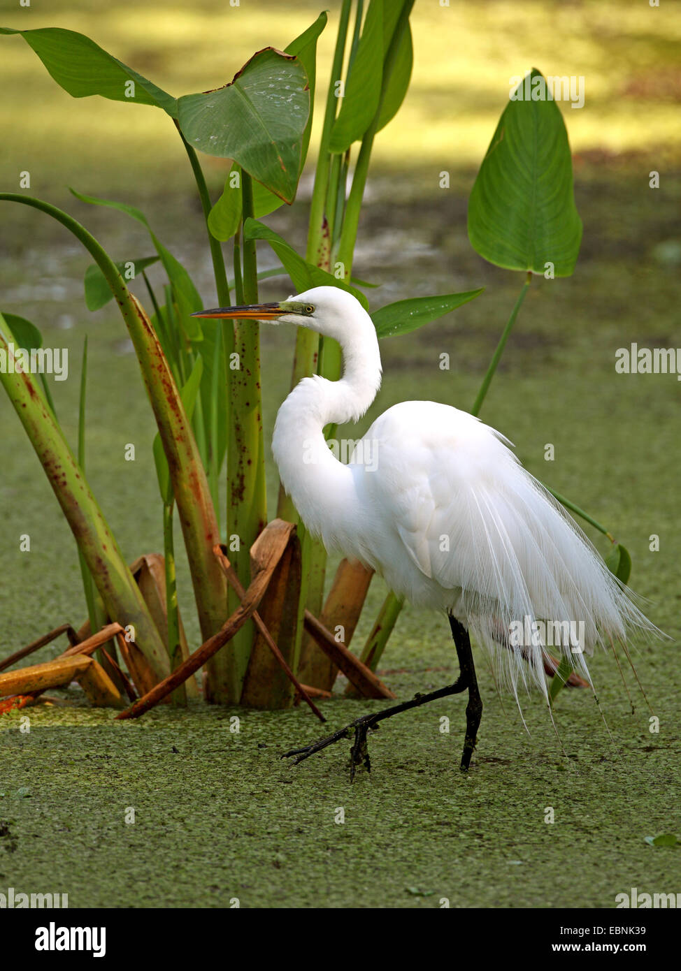 Airone bianco maggiore, Airone bianco maggiore (Egretta alba, Casmerodius Albus, Ardea alba), in cerca di cibo in un acque eutrofiche, STATI UNITI D'AMERICA, Florida Foto Stock
