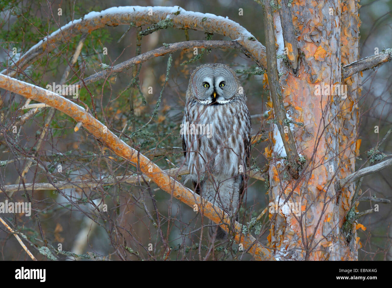 Grande grigio allocco (Strix nebulosa), su un abete rosso nel freddo intenso, Finlandia Foto Stock