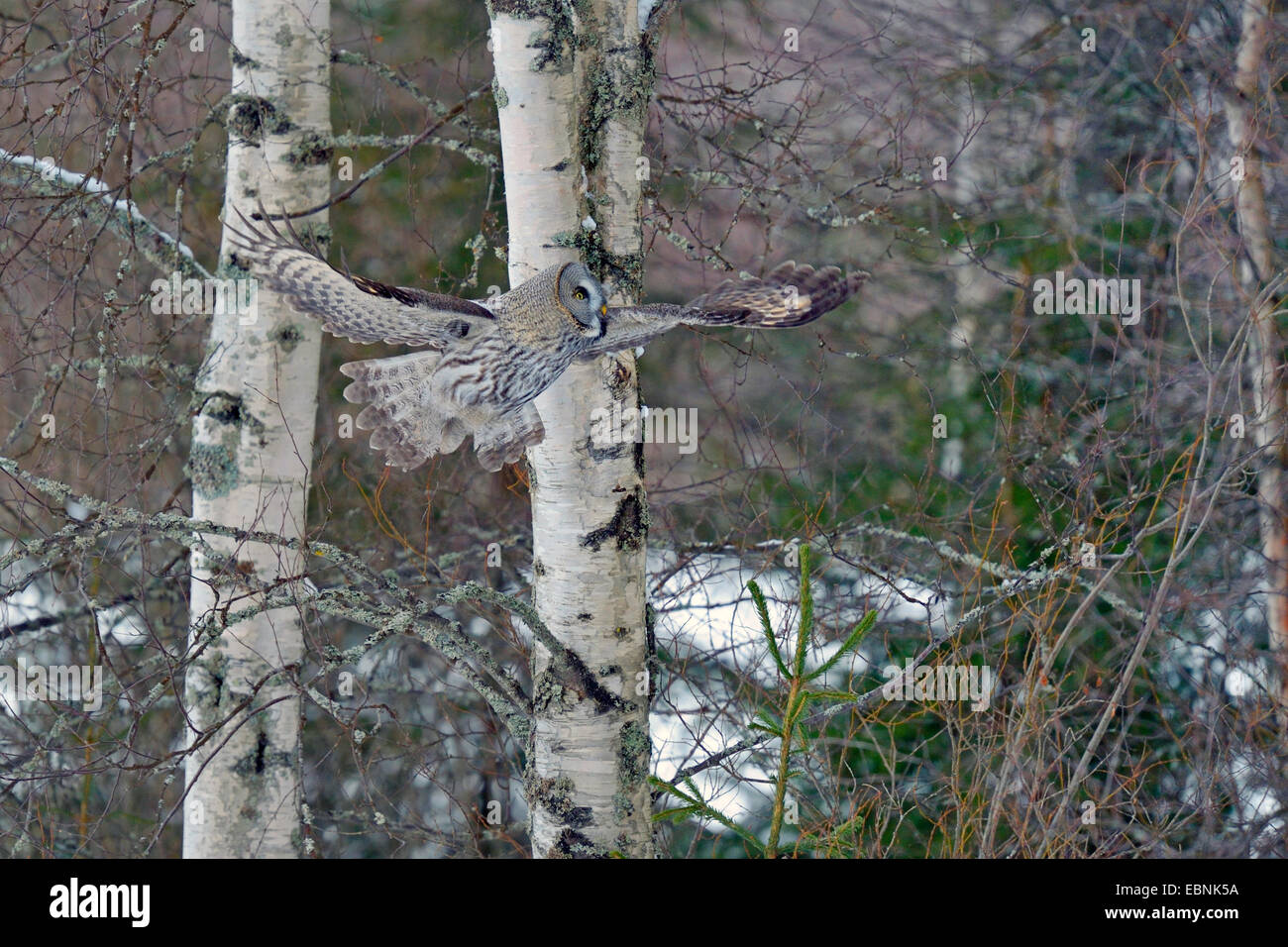 Grande grigio allocco (Strix nebulosa), di volare verso il suo lookout dopo tentativi di caccia, Finlandia Foto Stock