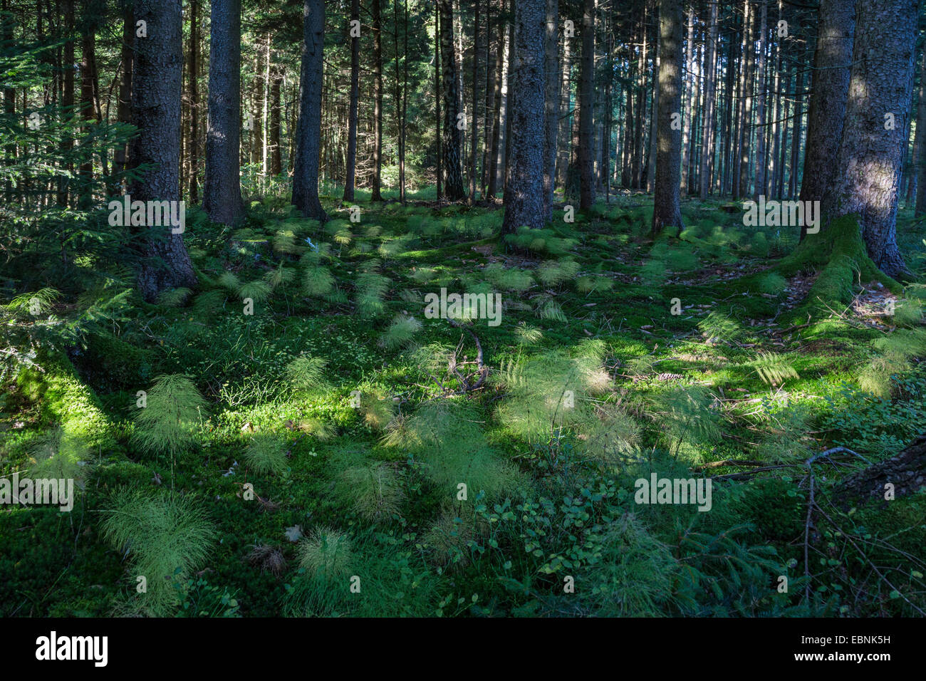 Sylvan equiseto, legno equiseto, bosco equiseto (Equisetum sylvaticum), in una foresta, in Germania, in Baviera Foto Stock