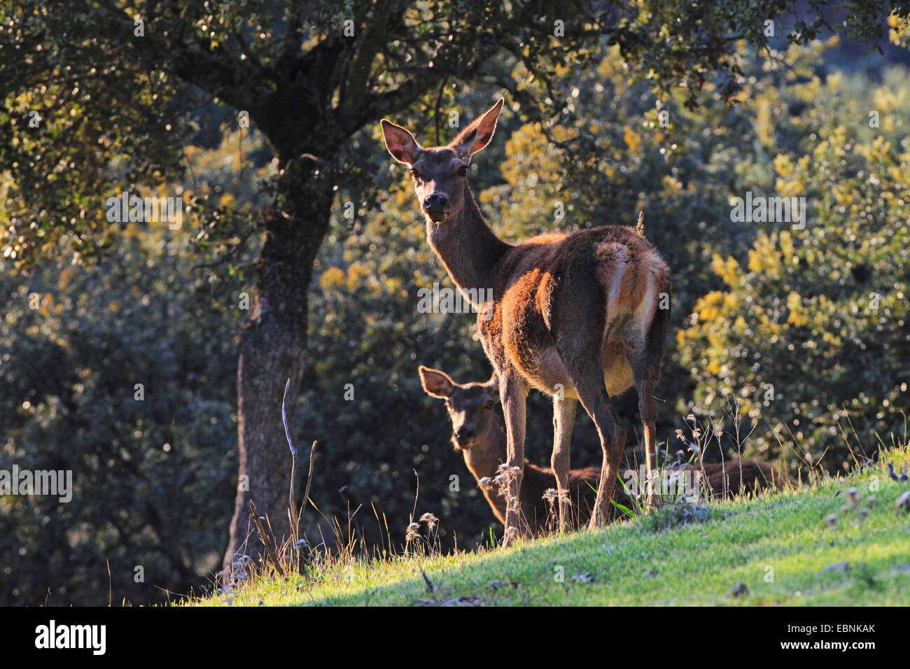 Il cervo (Cervus elaphus), due cerve, Spagna, Andalusia, Sierra de Andujar Parco Nazionale Foto Stock