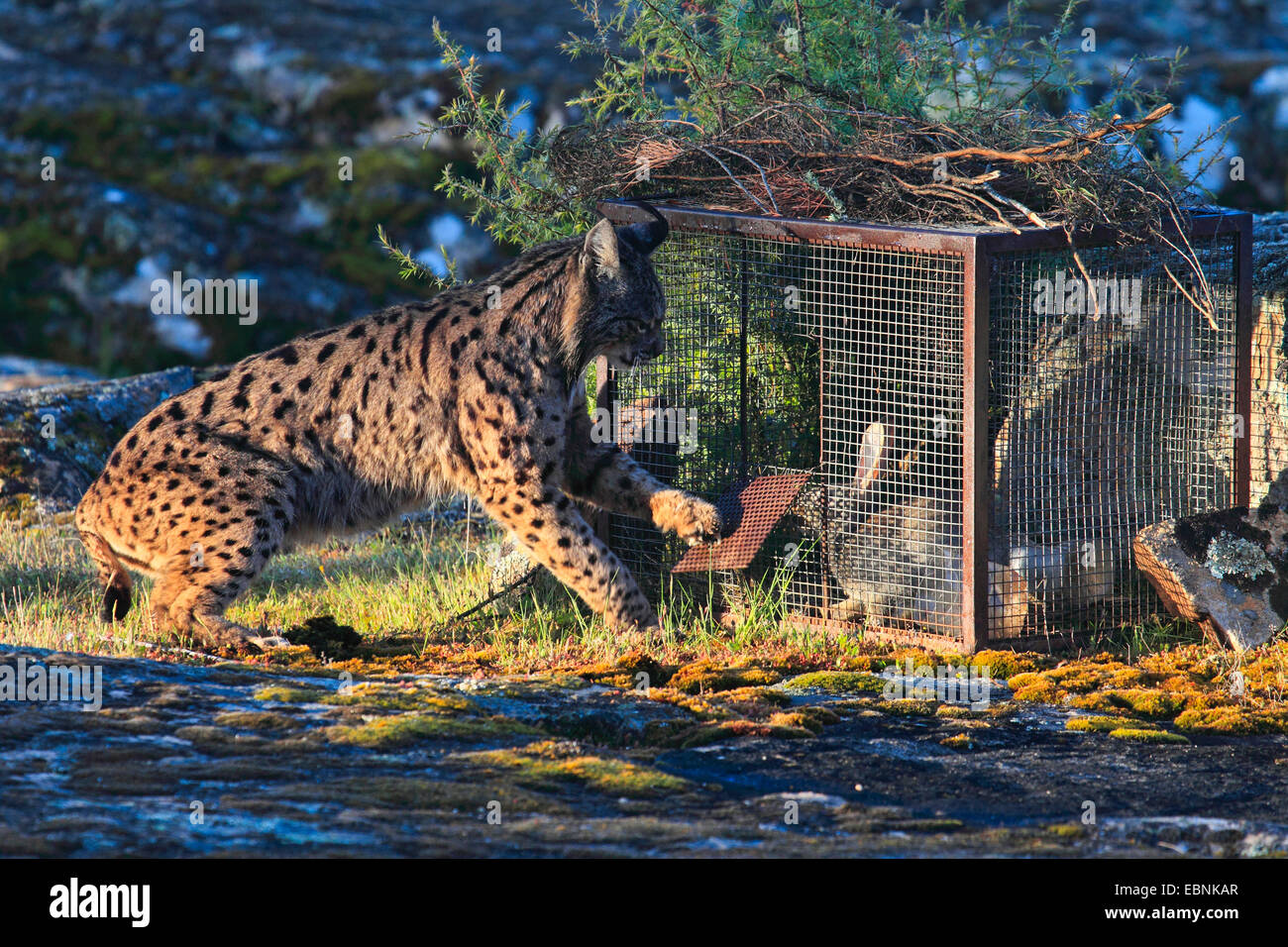 Spagnolo (Lynx Lynx pardinus), la cattura di coniglio in corrispondenza del sito di alimentazione, Spagna, Andalusia, Sierra de Andujar Parco Nazionale Foto Stock