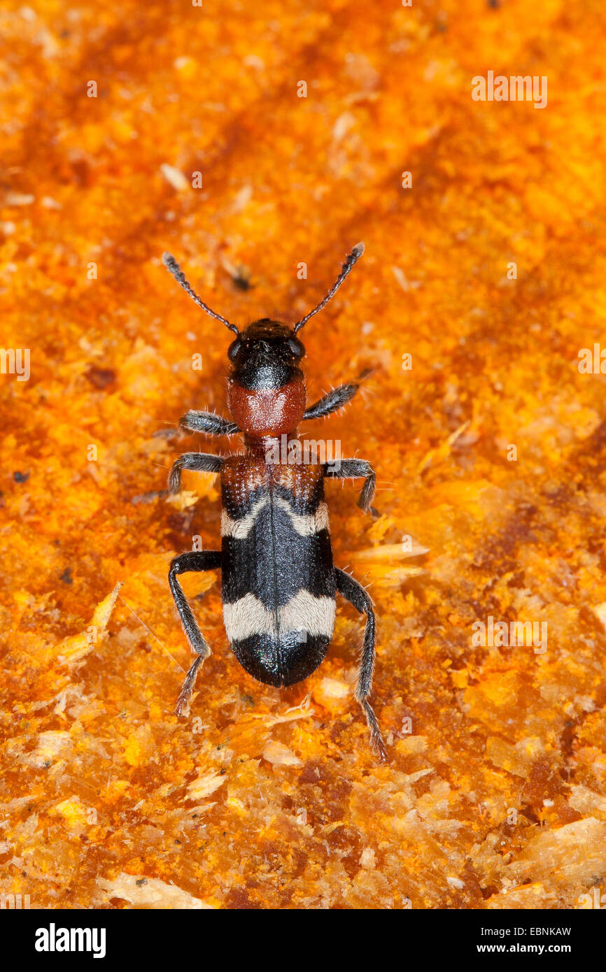 Ant beetle, Rosso Europeo di ventre (Clerid Thanasimus formicarius), vista da sopra, Germania Foto Stock