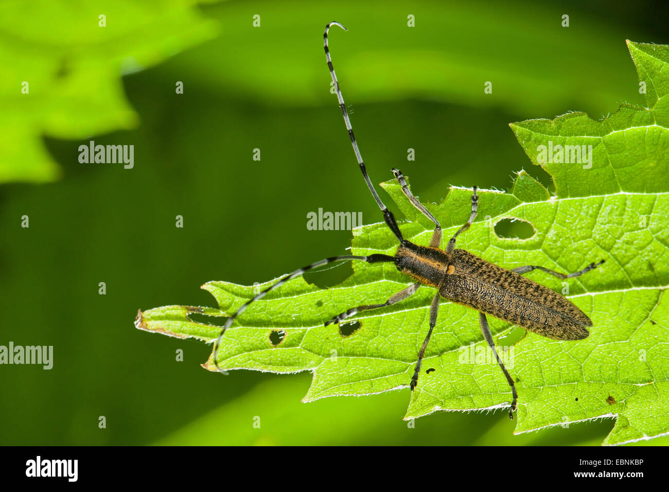 Thistle longhorn beetle, Flat-facce longhorn, Thistle longhorn beetle, Golden-fiorì grigio Longhorn (Agapanthia villosoviridescens), su una foglia, Germania Foto Stock