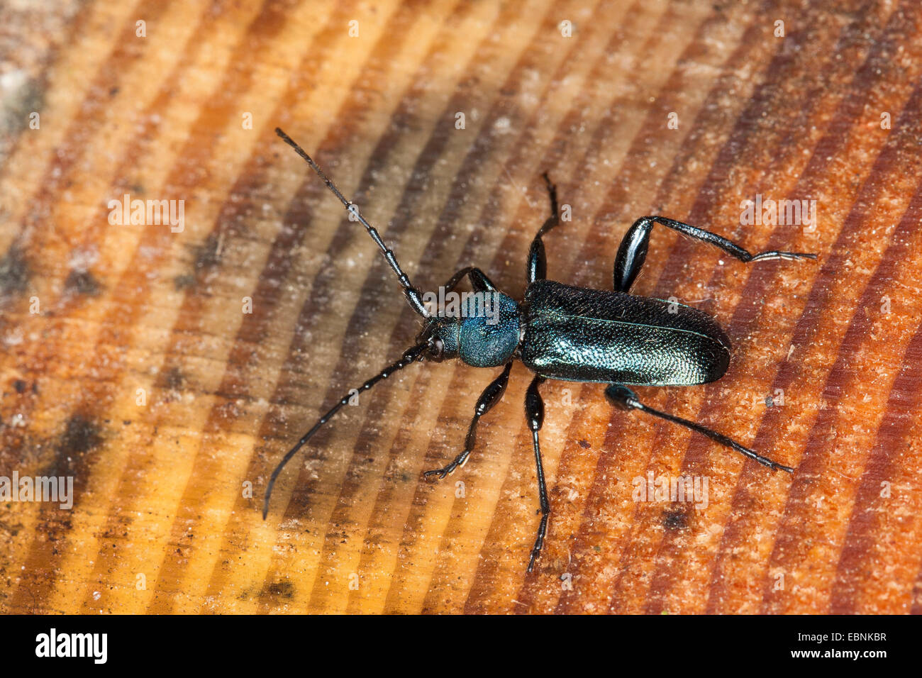 Violetta tanbark beetle, Longhorn beetle, Long-cornuto beetle (Callidium violaceum), sulla fetta di albero, Germania Foto Stock