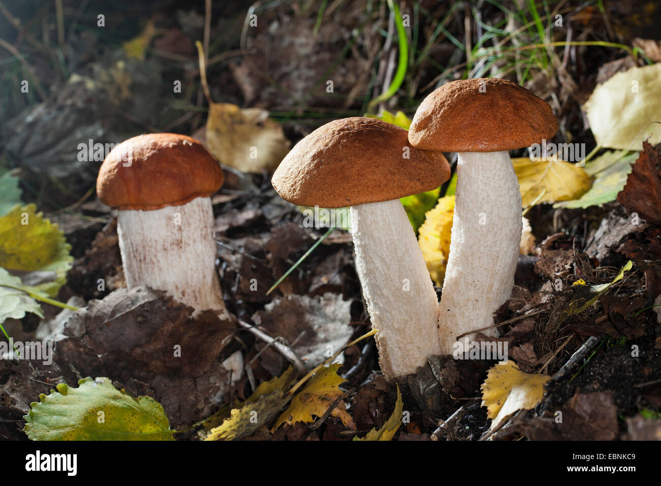 Red-capped scaber peduncolo rosso-cap boletus, arancio-cap Boletus, rosso tappate Scaber levetta (Leccinum leucopodium, Leccinum rufum, Leccinum aurantiacum), tre corpi fruttiferi sul suolo della foresta, Germania Foto Stock