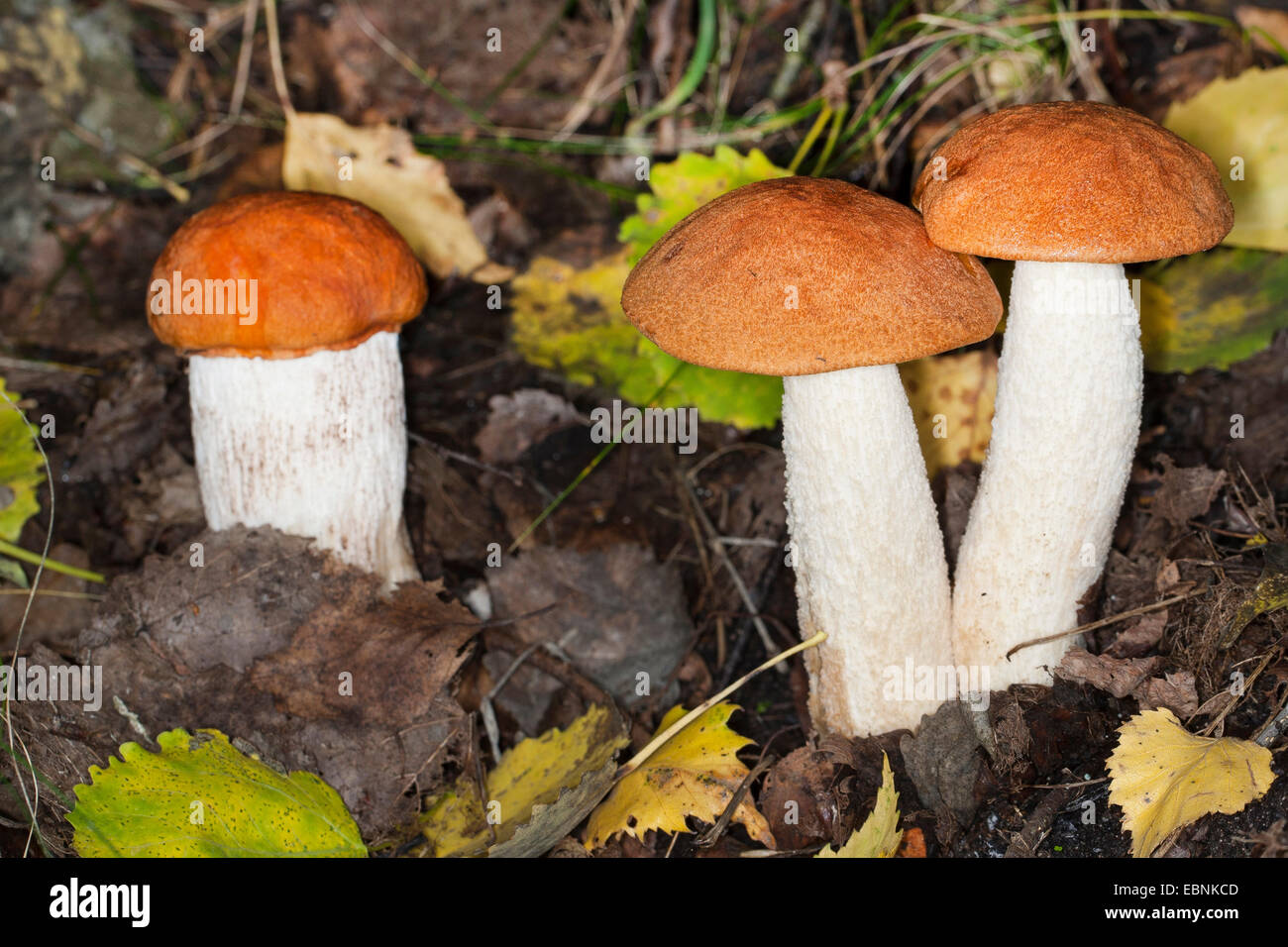 Red-capped scaber peduncolo rosso-cap boletus, arancio-cap Boletus, rosso tappate Scaber levetta (Leccinum leucopodium, Leccinum rufum, Leccinum aurantiacum), tre corpi fruttiferi sul suolo della foresta, Germania Foto Stock