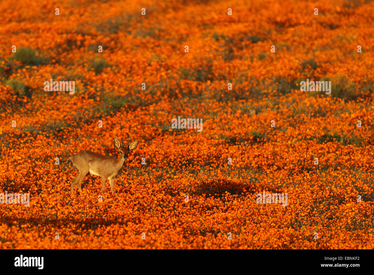 Steenbok (Raphicerus campestris), maschio in piedi in un prato con Orange Namaqualand Margherite, Sud Africa, Namaqua National Park Foto Stock