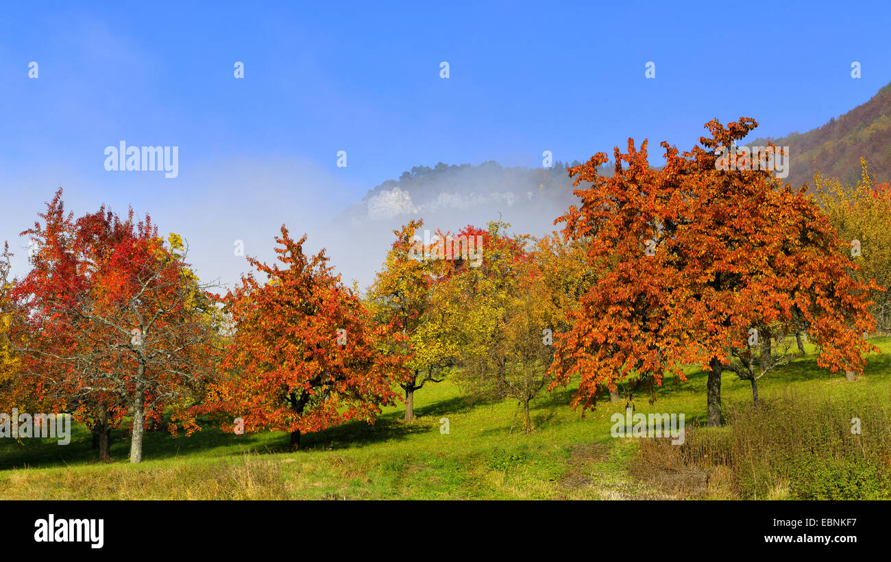 Albero da frutta prato in autunno, Germania, Lenninger Tal, Svevo Foto Stock