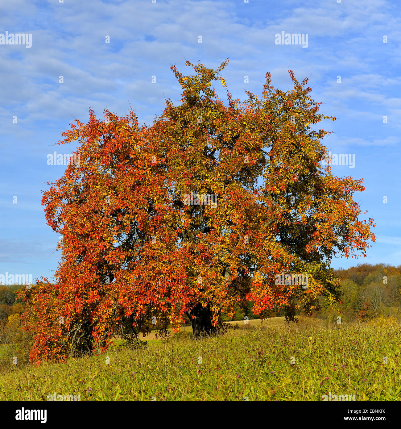 La pera comune (Pyrus communis), singolo pear tree in autunno, Germania, Svevo Foto Stock