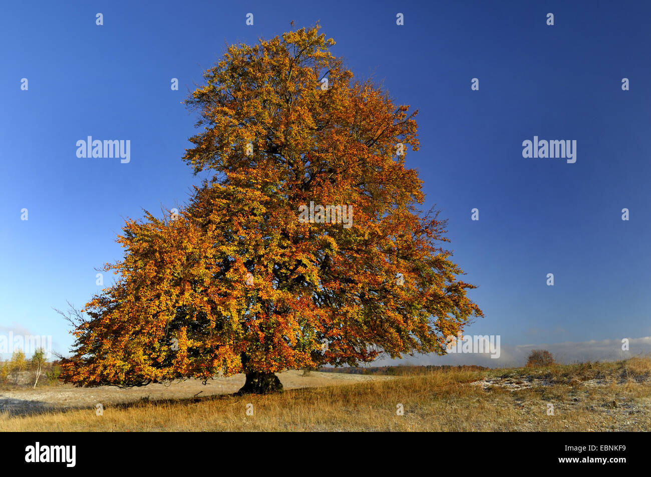 Comune di faggio (Fagus sylvatica), singolo albero in autunno, Germania, Svevo Foto Stock