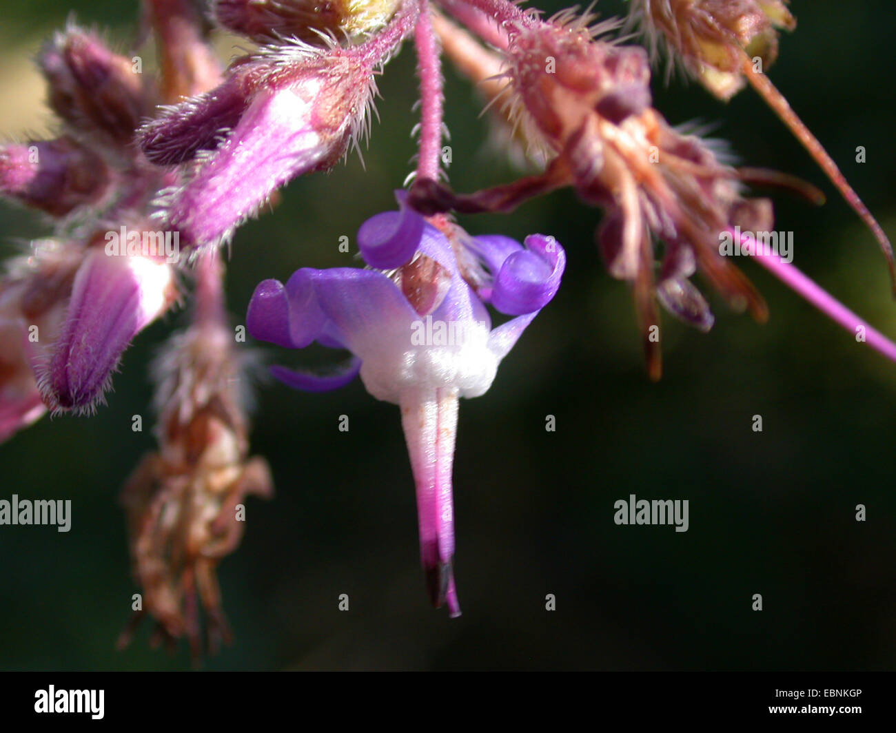 Abramo, Isacco e Jakob (Trachystemon orientalis), fiore Foto Stock