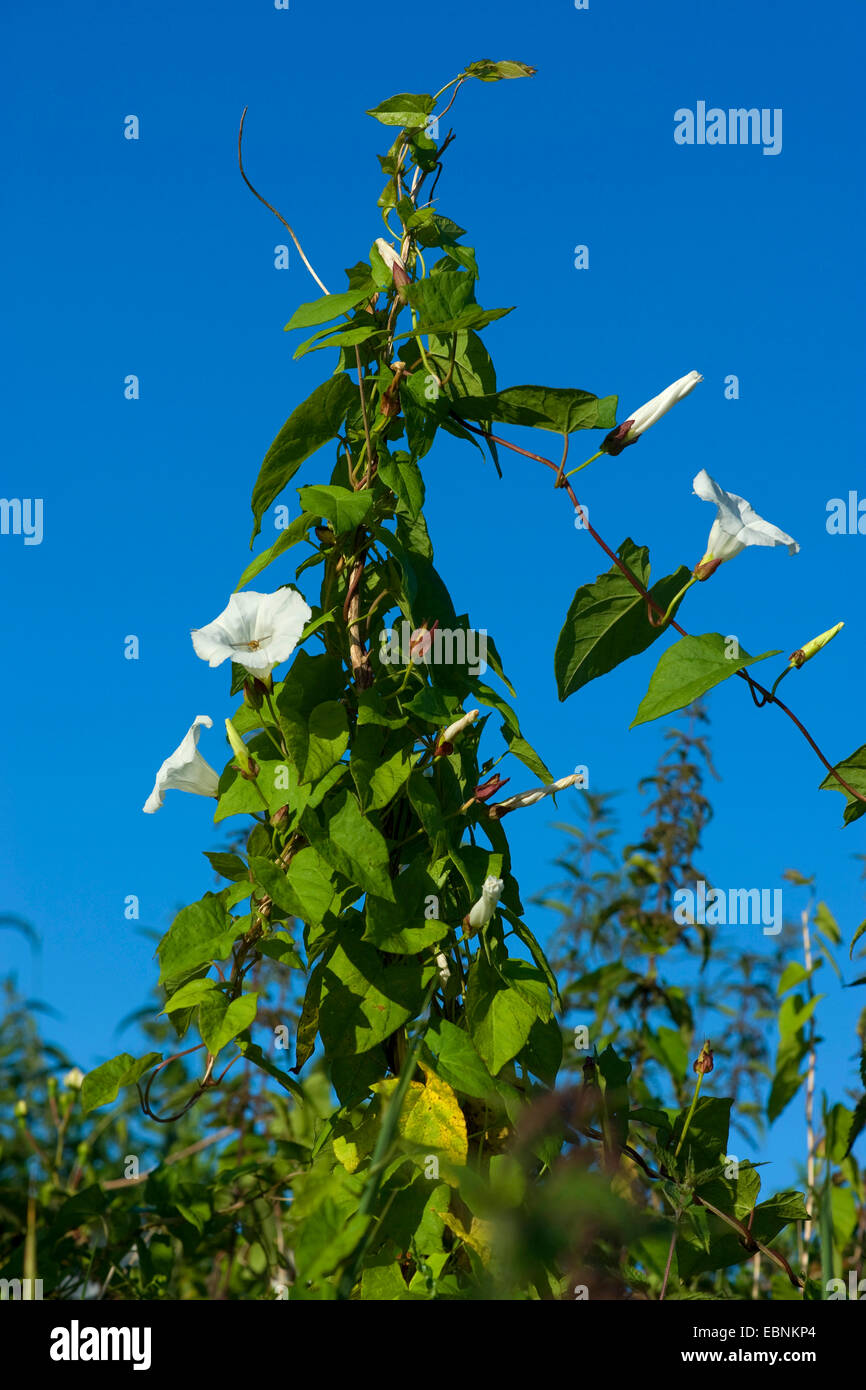 Bellbine, Hedge centinodia, Hedge false centinodia, Lady's-drink prima di andare a dormire, Rutland bellezza, maggiore centinodia (Calystegia sepium, Convolvulus sepium), twining contro il cielo blu, Germania Foto Stock