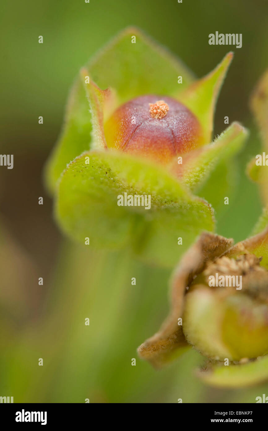 Sageleaf rock rose, salvia-lasciarono il cisto (Cistus salviifolius), giovane frutta Foto Stock