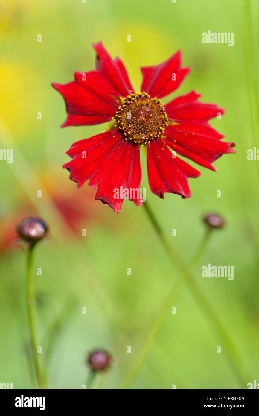 Le pianure coreopsis, dyer's coreopsis, golden tickseed (Coreopsis tinctoria 'Mahogany', Coreopsis tinctoria mogano), cultivar Mogano Foto Stock