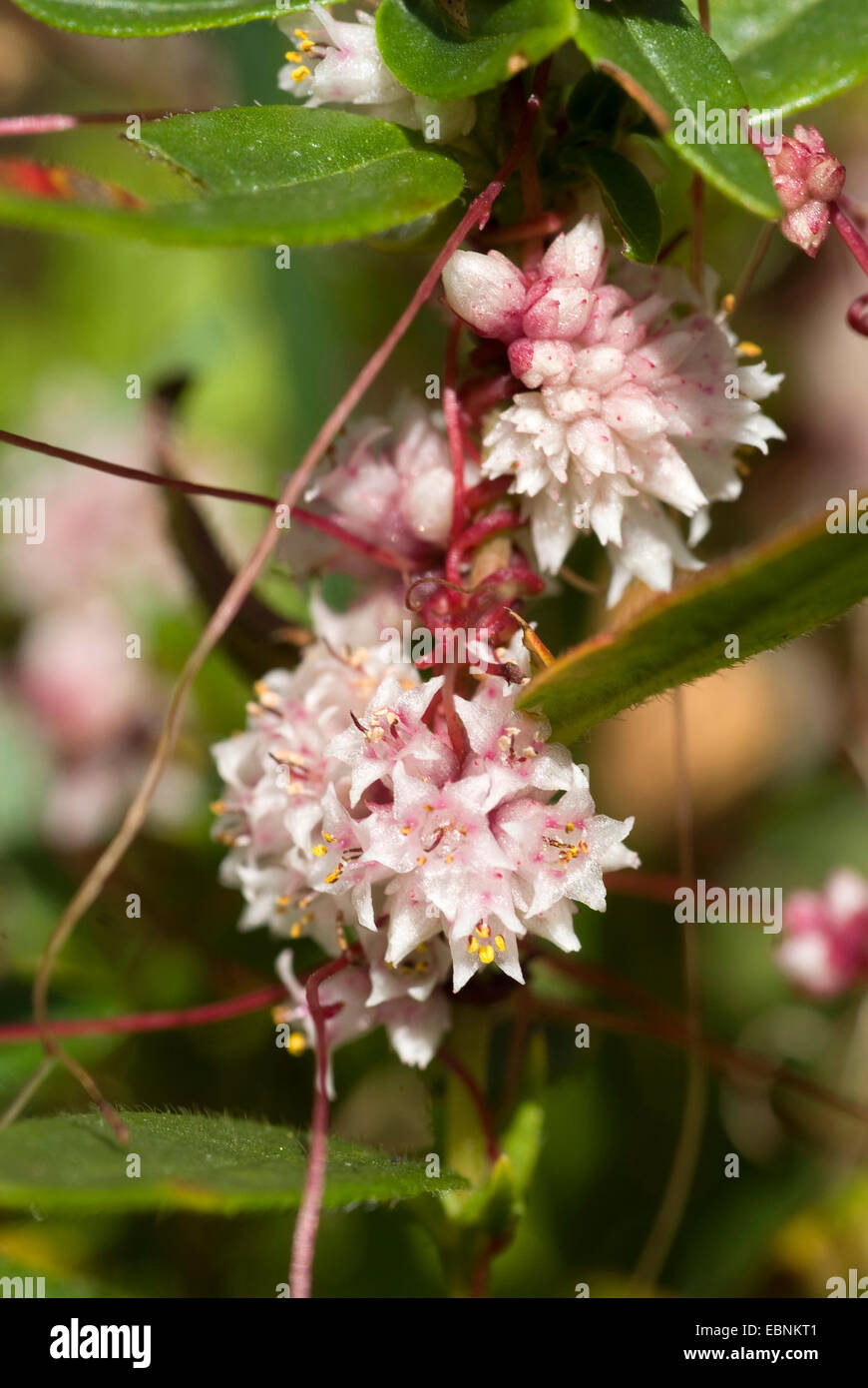 Tremava, trifoglio doddler (Cuscuta epithymum), fioritura Foto Stock