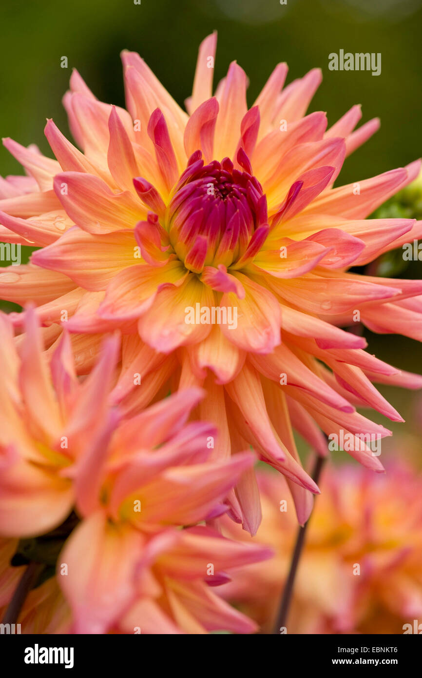 Georgina (Dahlia spec.), Semi-Cactus Dahlia Foto Stock