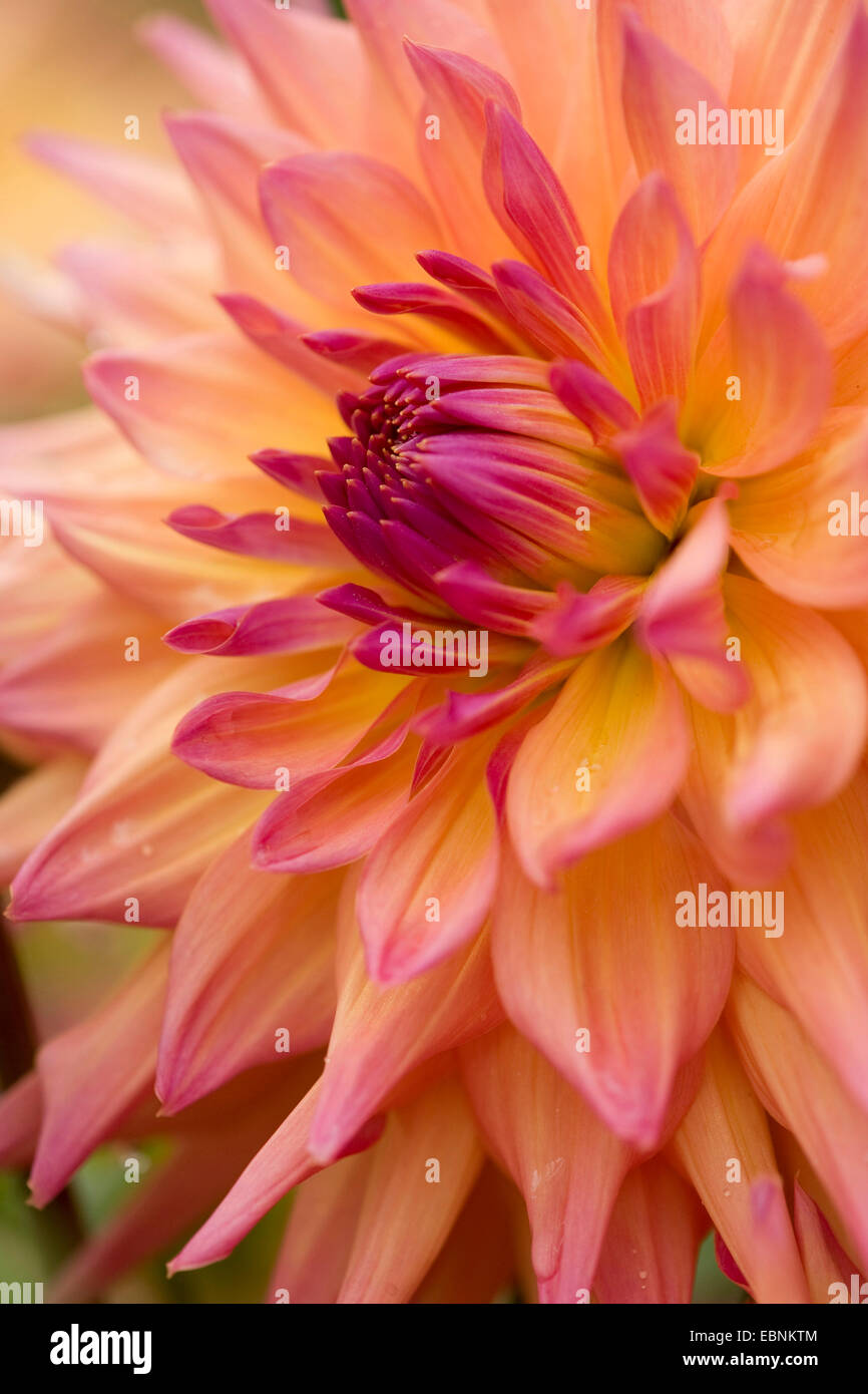 Georgina (Dahlia spec.), Semi-Cactus Dahlia Foto Stock