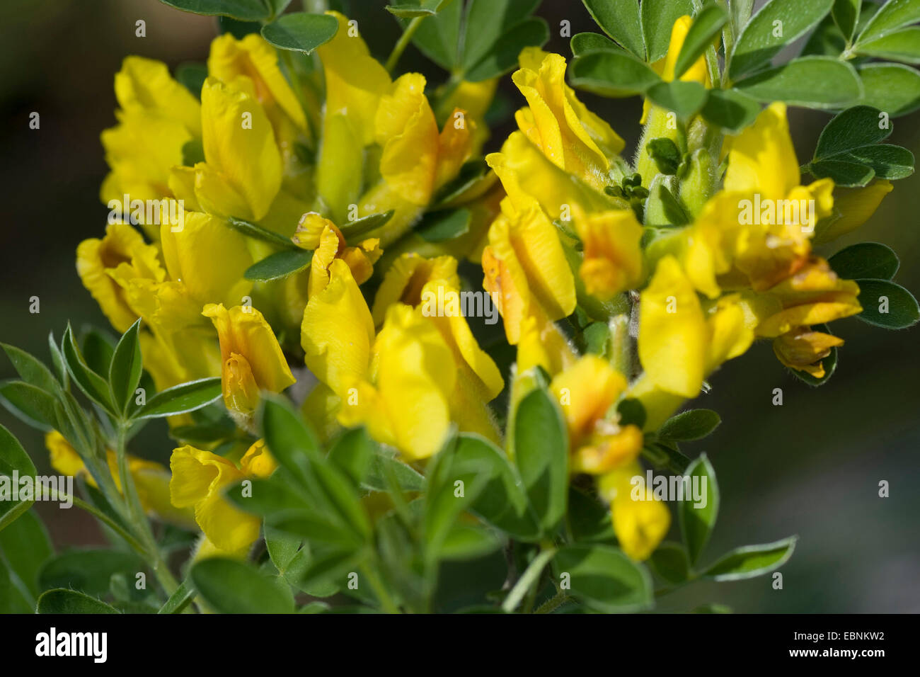 Scopa Peloso (Cytisus hirsutus), fioritura Foto Stock
